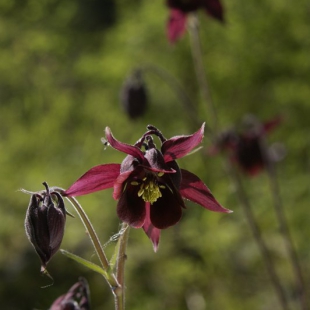 Aquilegia atrovinosa